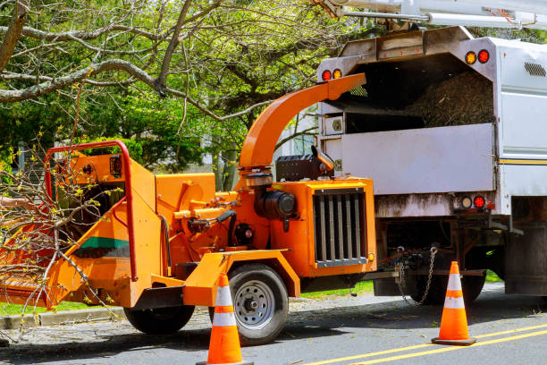 Leaf Removal in Sweetwater, FL